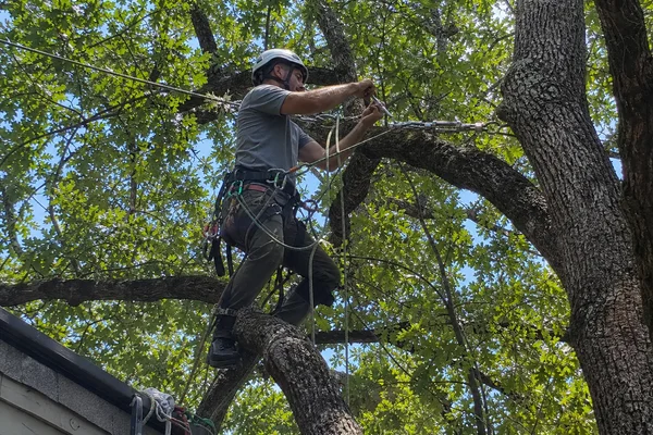 Arborist installing steel cable between co-dominant leaders