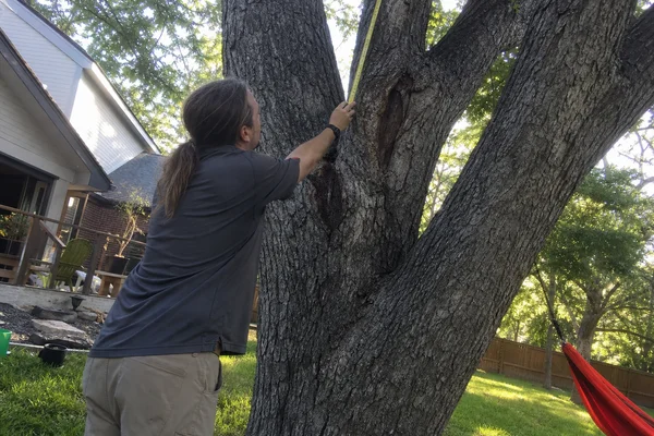 Arborist inspecting a co-dominant stem union