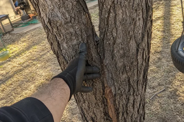 Assessment of included bark in a co-dominant union
