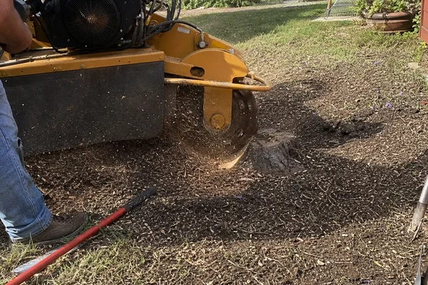 Stump grinder cutting into a pecan stump