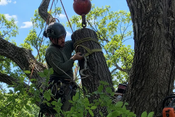 Climber attaching rigging to an oak section