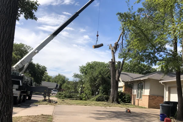 Sectional crane dismantling of an oak over a driveway