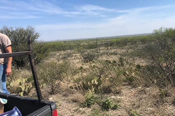 Dense mesquite brush before clearing