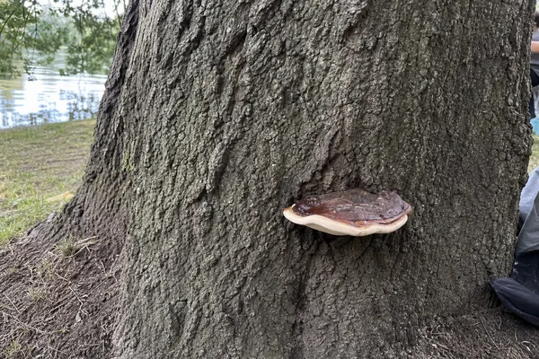 Ganoderma bracket fungus on an oak trunk