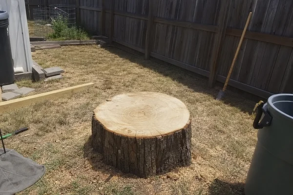 Large oak stump before grinding