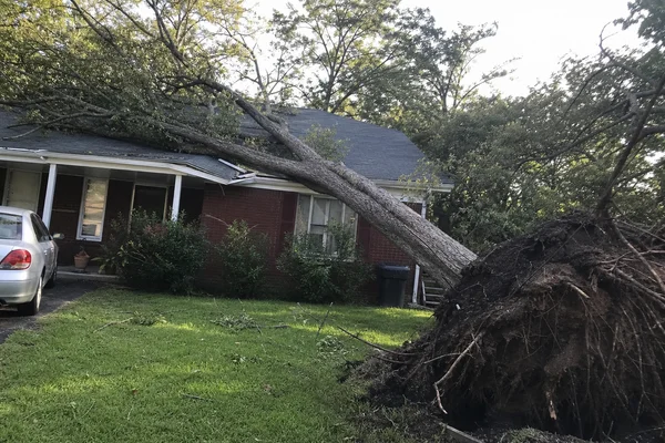 Massive pecan leaning on a residential roof