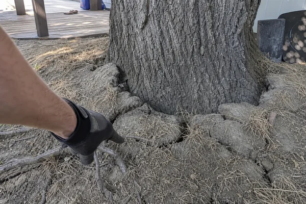 Root flare inspection showing lift at the base