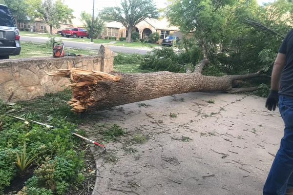 Snapped oak across a driveway after a supercell