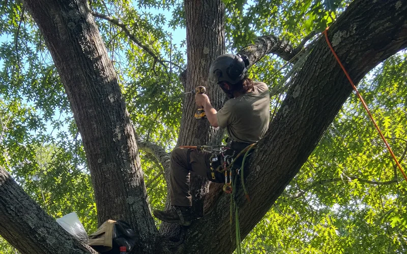 Arborist installing hardware in a co-dominant leader