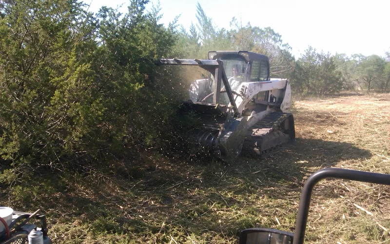 Skid steer with mulching head processing cedar