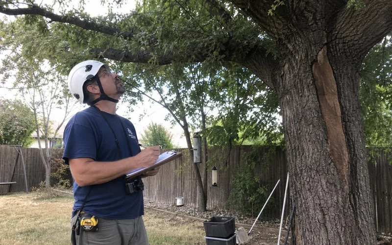 ISA Certified Arborist documenting oak defects during an assessment