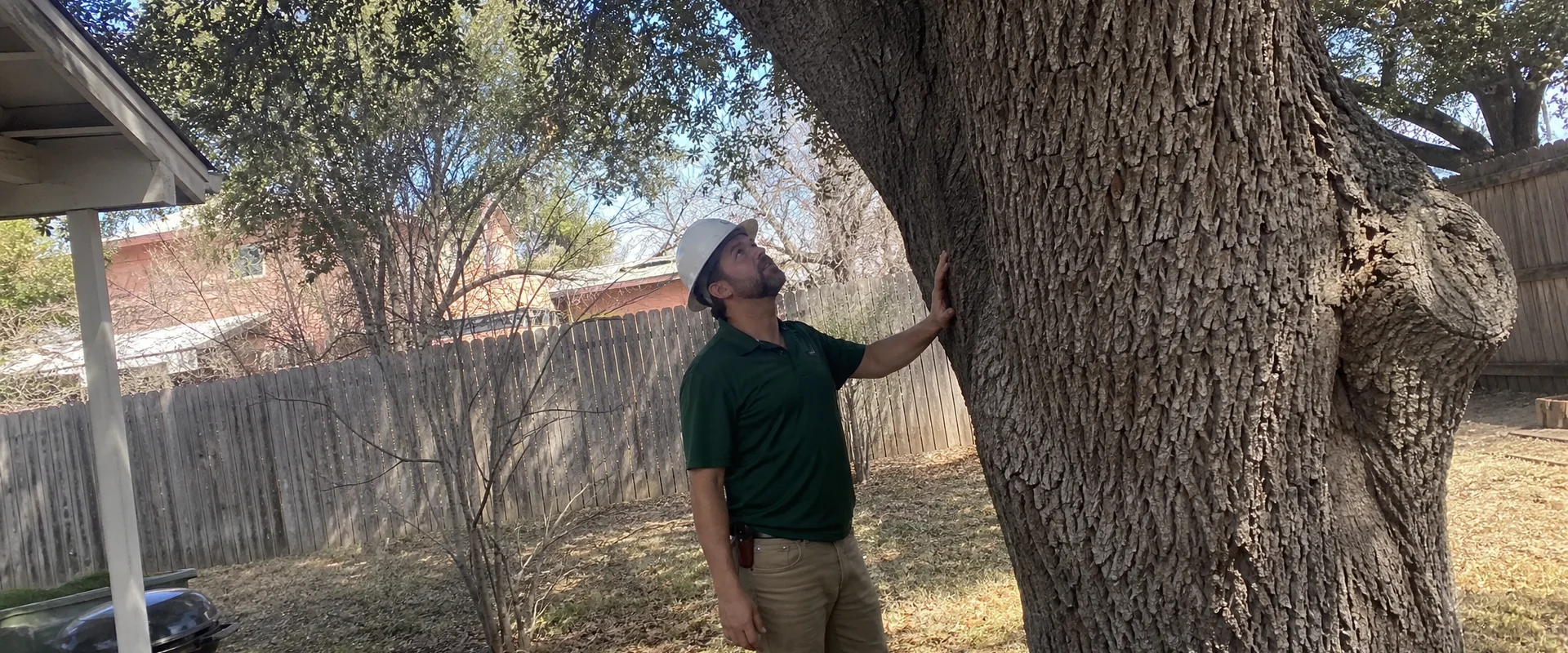Hazardous Tree Assessment