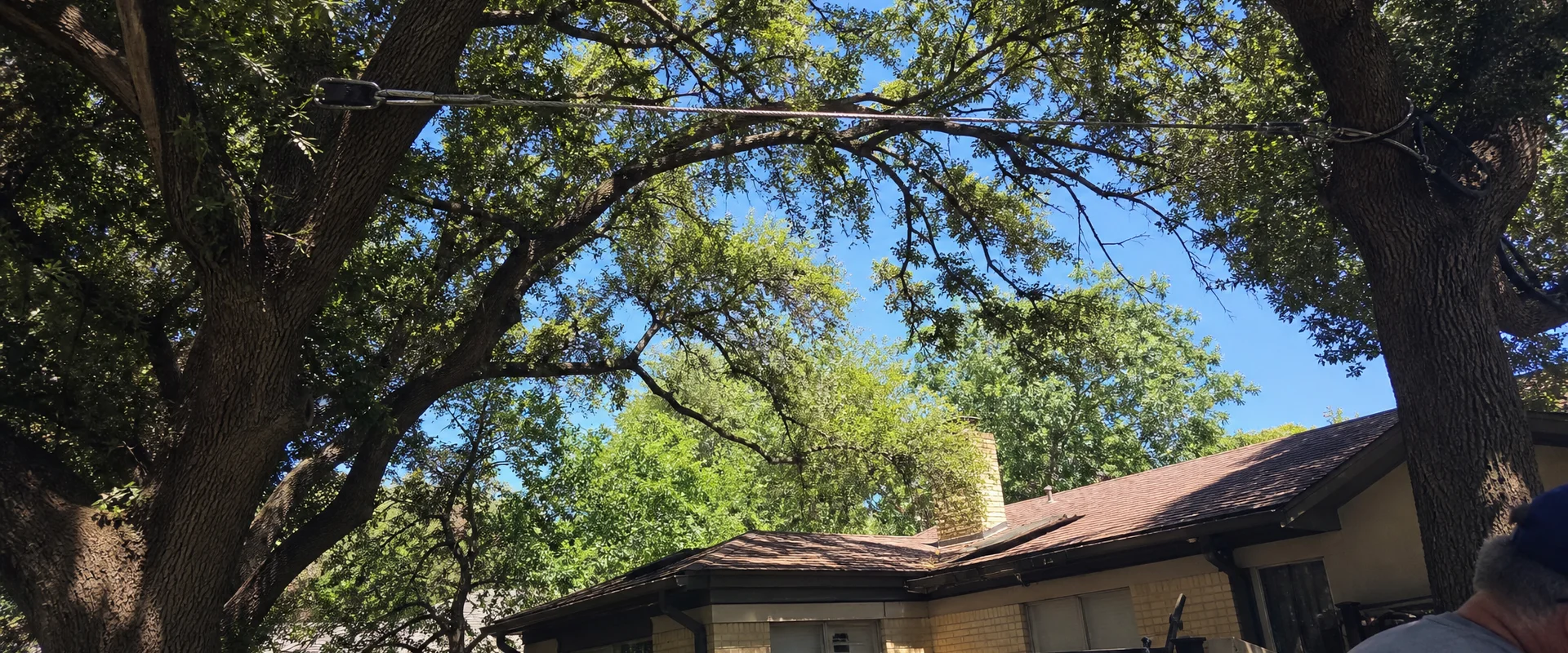 Tree Cabling & Bracing